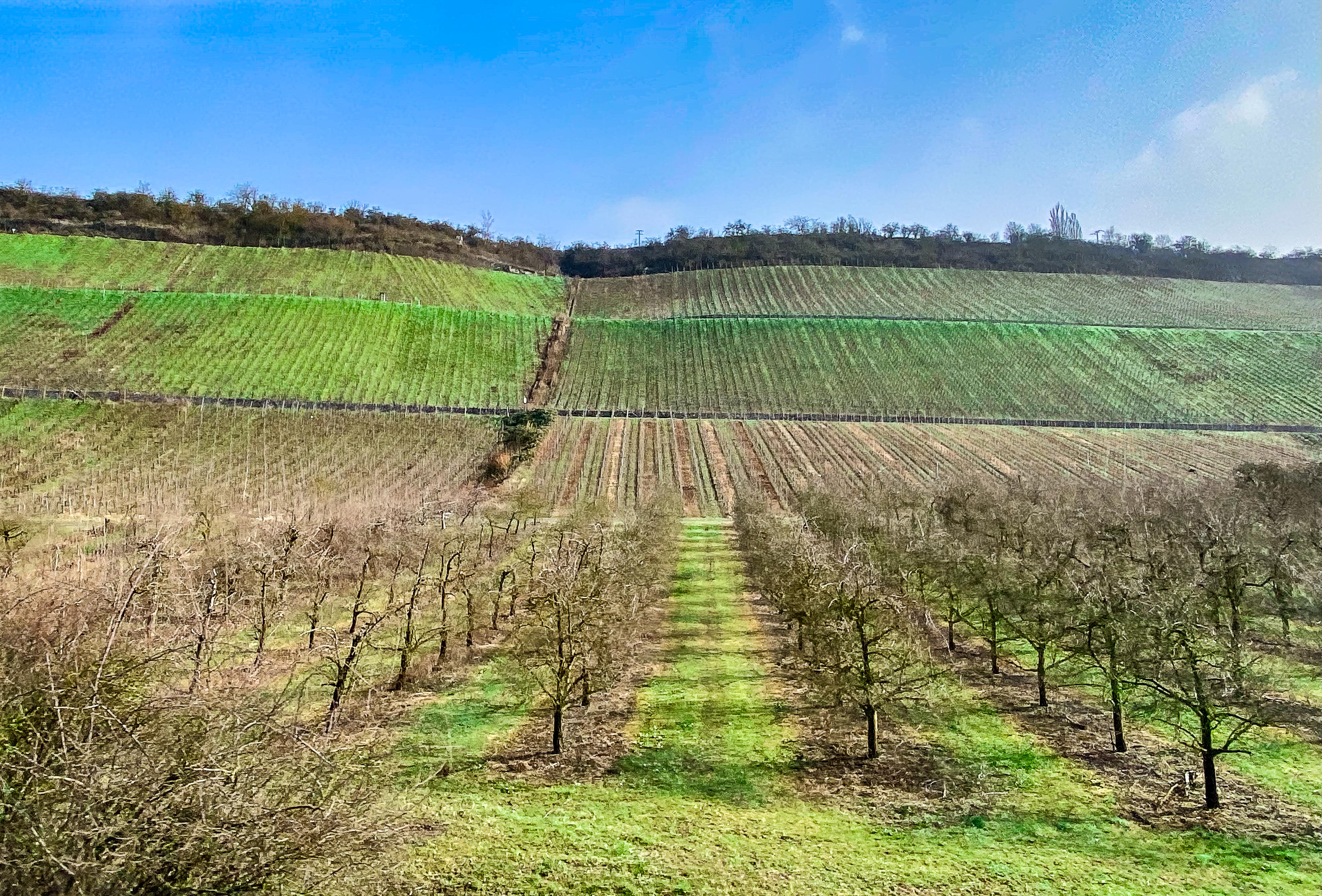 Weinberge